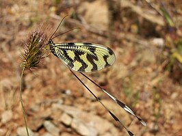 Nemoptera sinuata