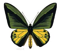 Goliath Birdwing: 28 cm