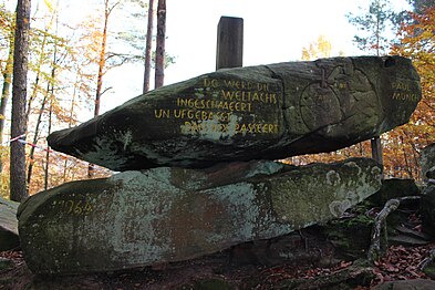 Pälzer Weltachs bei Waldleiningen, Pfalz