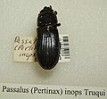 Passalus inops