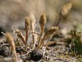 not unusual very small plant, Photo by Kristian Peters