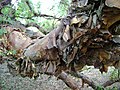 Polylepis australis trunk