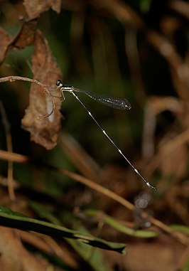 Protosticta gravelyi