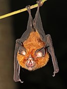 Brown bat