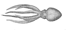 Robsonella fontanianus