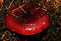 Russula xerampelina