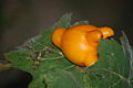 Solanum mammosum fruit