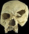 Homo steinheimensis im Urmensch-Museum Steinheim an der Murr