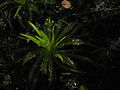 Stratiotes aloides young leaves