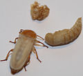 Puppe und frisch geschlüpfter Käfer. Im Hintergrund sieht man die abgestreifte Puppenhaut (Exuvie)