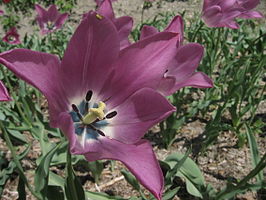 Tulipa gesneriana