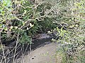 Wairaki Stream at Wairaki Stream Reserve near Lynfield Cove