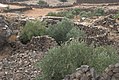 Lesesteinmauern und Olivenbäume im Hauran