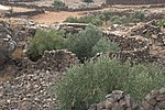 Lesesteinmauern aus Basalt umgeben Olivenbäume. Hauran-Gebiet in Syrien