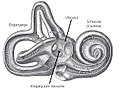 Zeichnung des knöchernen Labyrinths im menschlichen Innenohr