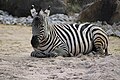 Böhm-Steppenzebra im Zoo Karlsruhe