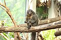 Weißkopfsakiweibchen im Tiergarten Nürnberg