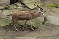 Persische Kropfgazelle im Zoo Karlsruhe