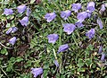 Campanula cochleariifolia