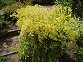 vermutlich Färber-Waid (Isatis tinctoria)