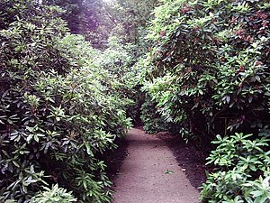 Waldweg im Park