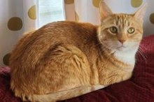 An orange tabby cat with light green eyes and white fur on its neck sits on a red woven surface. Its body faces to the right and slightly away from the viewer, and its head is turned toward the camera. Gold-polka dotted white curtains mostly cover a window behind the animal.