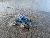 Plough snails eating a stranded bluebottle