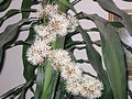 Dracaena Flower