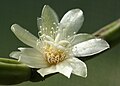 Rhipsalis sp. flower details.