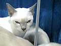 Tonkinese kitten in it cage during the 2009 CFA International Cat Show in Atlanta on 21 November 2009.