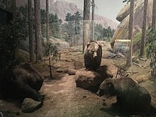 Diorama featuring Mexican grizzly bears at the Field Museum of Natural History in Chicago, Illinois, USA