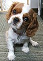 Cavalier King Charles Spaniel puppy