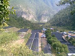 Hazelnut nursery in Lingmethang.