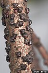 Twig covered with small, fat X-shaped insects