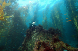 A diver looking at a submerged shipwreck