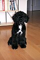 Portuguese Water Dog