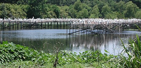 Bird City, Louisiana