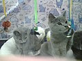 Chartreux kittens in their cage during the 2009 CFA International Cat Show.