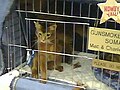 Somali cat at the 2008 CFA International Cat Show in Atlanta.