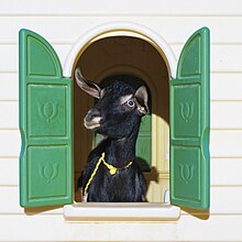 A photo of a goat looking out the window of a small plastic children's play house