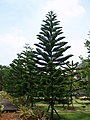 Cemara Norfolk (Casuarina excelsa)