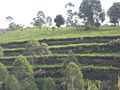 Salah satu bagian dari perkebunan teh di Pangalengan