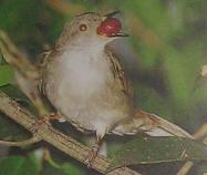 Burung Merbah Kecil.