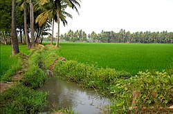 పశ్చిమగోదావరి జిల్లా వరి చేలు.