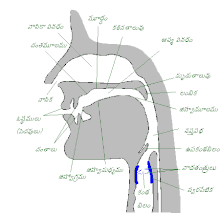 Parts of Human Body